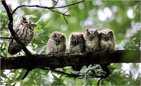 Congress of Owls